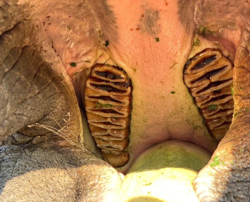 An elephant molar shown in the inside of an Asian Elephant mouth